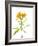 Close-up of Peruvian lily flowers-Panoramic Images-Framed Photographic Print