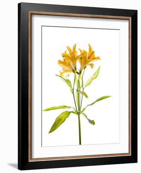 Close-up of Peruvian lily flowers-Panoramic Images-Framed Photographic Print