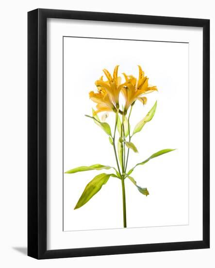 Close-up of Peruvian lily flowers-Panoramic Images-Framed Photographic Print