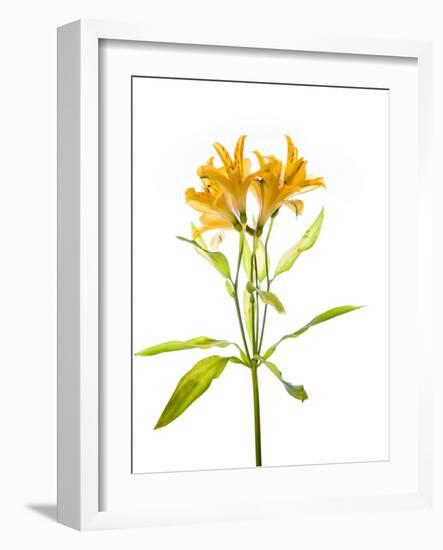 Close-up of Peruvian lily flowers-Panoramic Images-Framed Photographic Print