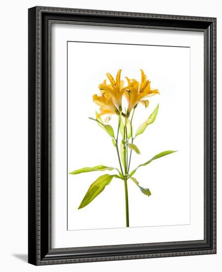 Close-up of Peruvian lily flowers-Panoramic Images-Framed Photographic Print