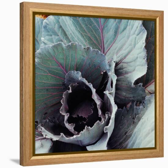 Close-Up of Pesticide-Free, Dew-Covered Cabbage Leaves with Worn Holes, Raised Organically-Co Rentmeester-Framed Premier Image Canvas