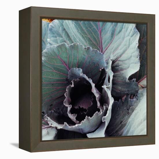 Close-Up of Pesticide-Free, Dew-Covered Cabbage Leaves with Worn Holes, Raised Organically-Co Rentmeester-Framed Premier Image Canvas