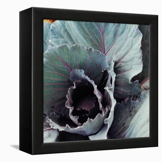 Close-Up of Pesticide-Free, Dew-Covered Cabbage Leaves with Worn Holes, Raised Organically-Co Rentmeester-Framed Premier Image Canvas