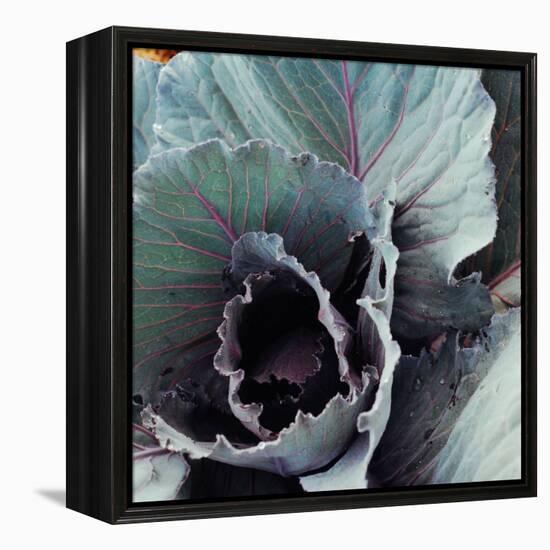 Close-Up of Pesticide-Free, Dew-Covered Cabbage Leaves with Worn Holes, Raised Organically-Co Rentmeester-Framed Premier Image Canvas