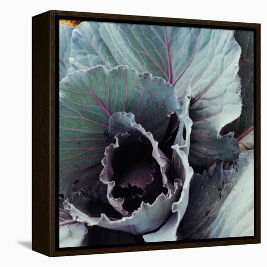 Close-Up of Pesticide-Free, Dew-Covered Cabbage Leaves with Worn Holes, Raised Organically-Co Rentmeester-Framed Premier Image Canvas