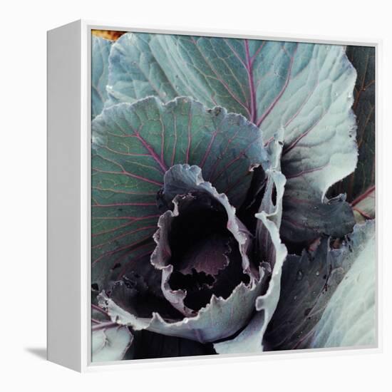 Close-Up of Pesticide-Free, Dew-Covered Cabbage Leaves with Worn Holes, Raised Organically-Co Rentmeester-Framed Premier Image Canvas