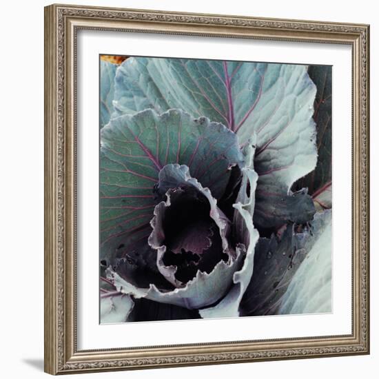 Close-Up of Pesticide-Free, Dew-Covered Cabbage Leaves with Worn Holes, Raised Organically-Co Rentmeester-Framed Photographic Print