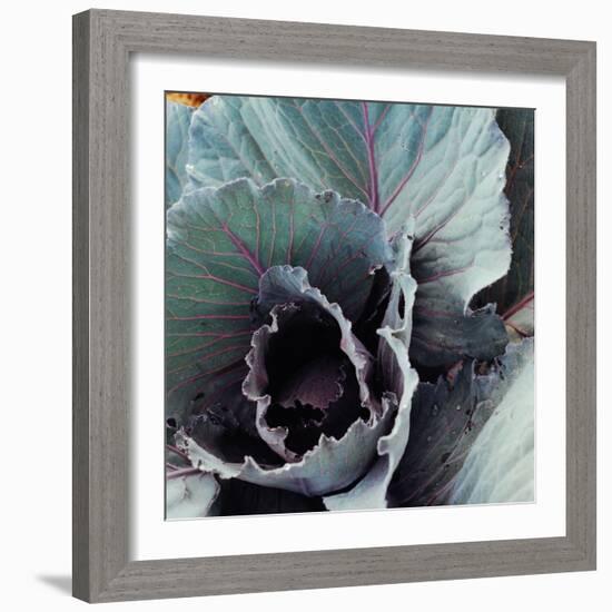 Close-Up of Pesticide-Free, Dew-Covered Cabbage Leaves with Worn Holes, Raised Organically-Co Rentmeester-Framed Photographic Print