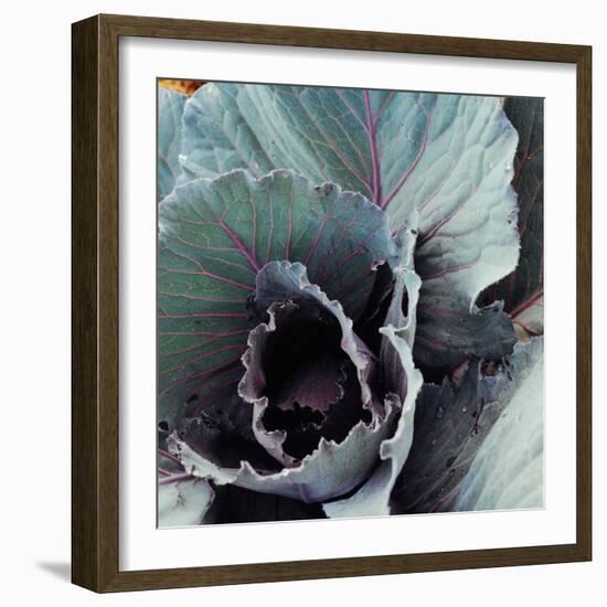 Close-Up of Pesticide-Free, Dew-Covered Cabbage Leaves with Worn Holes, Raised Organically-Co Rentmeester-Framed Photographic Print