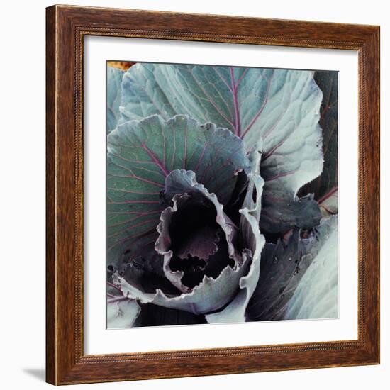 Close-Up of Pesticide-Free, Dew-Covered Cabbage Leaves with Worn Holes, Raised Organically-Co Rentmeester-Framed Photographic Print