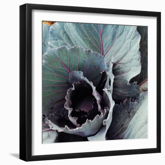 Close-Up of Pesticide-Free, Dew-Covered Cabbage Leaves with Worn Holes, Raised Organically-Co Rentmeester-Framed Photographic Print