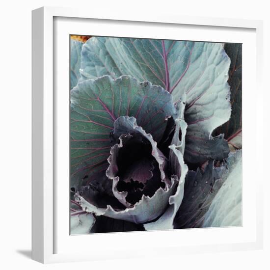 Close-Up of Pesticide-Free, Dew-Covered Cabbage Leaves with Worn Holes, Raised Organically-Co Rentmeester-Framed Photographic Print