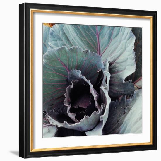 Close-Up of Pesticide-Free, Dew-Covered Cabbage Leaves with Worn Holes, Raised Organically-Co Rentmeester-Framed Photographic Print