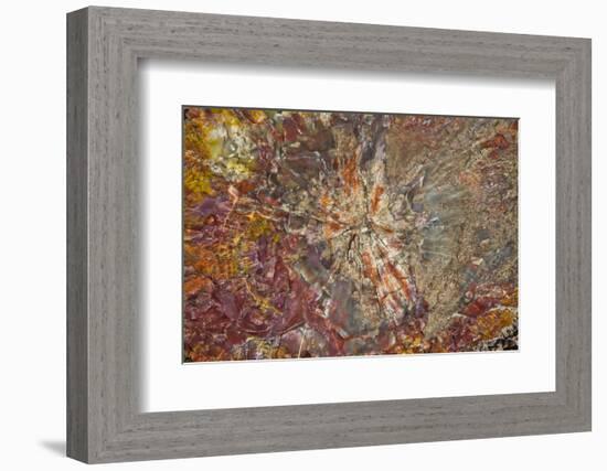 Close-up of petrified logs, Petrified Forest National Park, Holbrook, Arizona, USA.-Michel Hersen-Framed Photographic Print