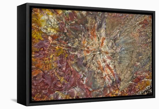 Close-up of petrified logs, Petrified Forest National Park, Holbrook, Arizona, USA.-Michel Hersen-Framed Premier Image Canvas