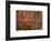 Close-up of petrified wood, Petrified Forest National Park, Holbrook, Arizona, USA.-Michel Hersen-Framed Photographic Print