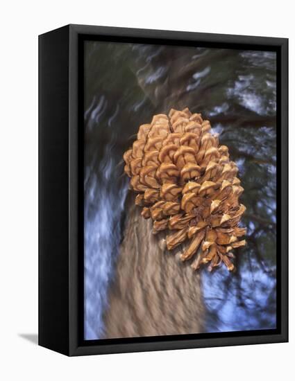 Close-up of Pine Cone Falling from a Ponderosa Pine Tree, Sierra Nevada Mountains, California, USA-Christopher Talbot Frank-Framed Premier Image Canvas