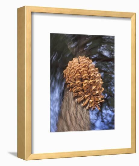 Close-up of Pine Cone Falling from a Ponderosa Pine Tree, Sierra Nevada Mountains, California, USA-Christopher Talbot Frank-Framed Photographic Print