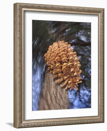 Close-up of Pine Cone Falling from a Ponderosa Pine Tree, Sierra Nevada Mountains, California, USA-Christopher Talbot Frank-Framed Photographic Print