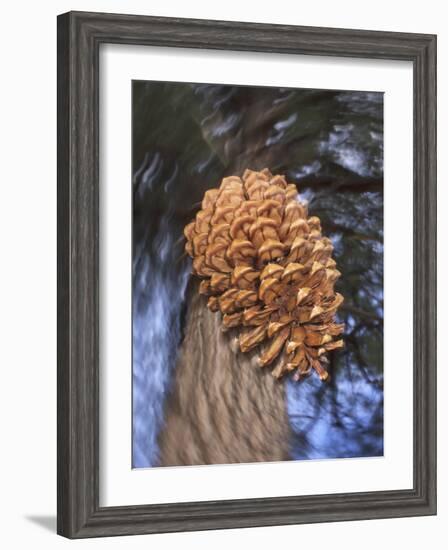 Close-up of Pine Cone Falling from a Ponderosa Pine Tree, Sierra Nevada Mountains, California, USA-Christopher Talbot Frank-Framed Photographic Print