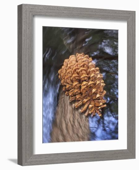 Close-up of Pine Cone Falling from a Ponderosa Pine Tree, Sierra Nevada Mountains, California, USA-Christopher Talbot Frank-Framed Photographic Print