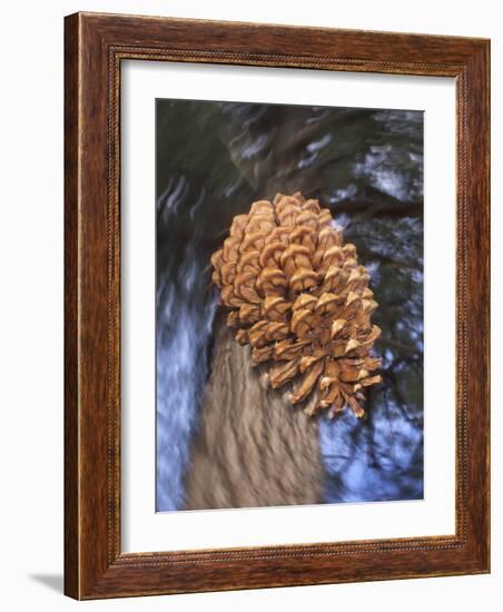 Close-up of Pine Cone Falling from a Ponderosa Pine Tree, Sierra Nevada Mountains, California, USA-Christopher Talbot Frank-Framed Photographic Print