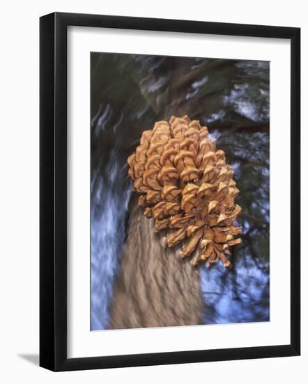 Close-up of Pine Cone Falling from a Ponderosa Pine Tree, Sierra Nevada Mountains, California, USA-Christopher Talbot Frank-Framed Photographic Print