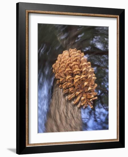 Close-up of Pine Cone Falling from a Ponderosa Pine Tree, Sierra Nevada Mountains, California, USA-Christopher Talbot Frank-Framed Photographic Print