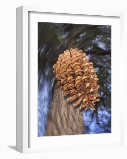 Close-up of Pine Cone Falling from a Ponderosa Pine Tree, Sierra Nevada Mountains, California, USA-Christopher Talbot Frank-Framed Photographic Print