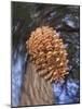 Close-up of Pine Cone Falling from a Ponderosa Pine Tree, Sierra Nevada Mountains, California, USA-Christopher Talbot Frank-Mounted Photographic Print