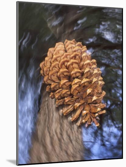 Close-up of Pine Cone Falling from a Ponderosa Pine Tree, Sierra Nevada Mountains, California, USA-Christopher Talbot Frank-Mounted Photographic Print