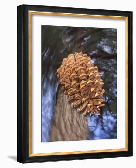 Close-up of Pine Cone Falling from a Ponderosa Pine Tree, Sierra Nevada Mountains, California, USA-Christopher Talbot Frank-Framed Photographic Print