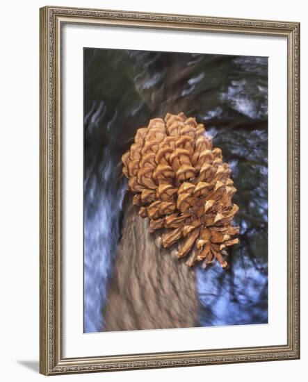 Close-up of Pine Cone Falling from a Ponderosa Pine Tree, Sierra Nevada Mountains, California, USA-Christopher Talbot Frank-Framed Photographic Print