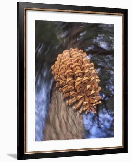 Close-up of Pine Cone Falling from a Ponderosa Pine Tree, Sierra Nevada Mountains, California, USA-Christopher Talbot Frank-Framed Photographic Print