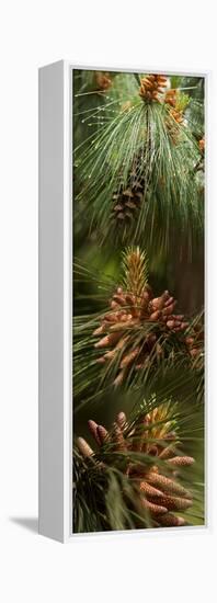 Close-Up of Pine Tree-null-Framed Stretched Canvas