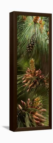 Close-Up of Pine Tree-null-Framed Stretched Canvas