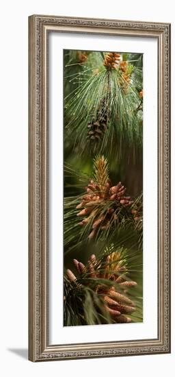 Close-Up of Pine Tree-null-Framed Photographic Print