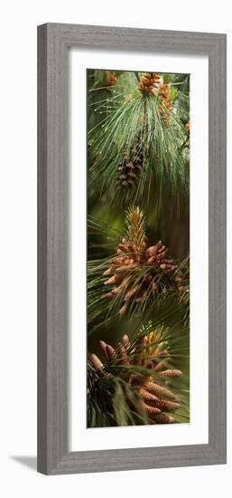 Close-Up of Pine Tree-null-Framed Photographic Print