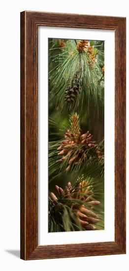 Close-Up of Pine Tree-null-Framed Photographic Print