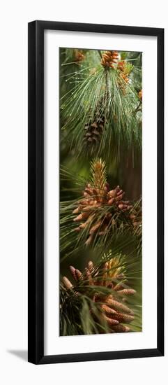 Close-Up of Pine Tree-null-Framed Photographic Print