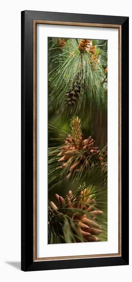 Close-Up of Pine Tree-null-Framed Photographic Print