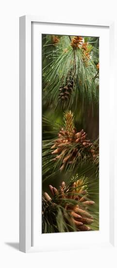 Close-Up of Pine Tree-null-Framed Photographic Print