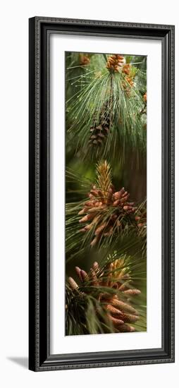 Close-Up of Pine Tree-null-Framed Photographic Print