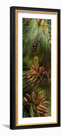 Close-Up of Pine Tree-null-Framed Photographic Print