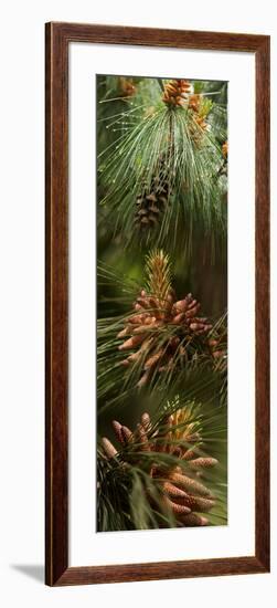 Close-Up of Pine Tree-null-Framed Photographic Print