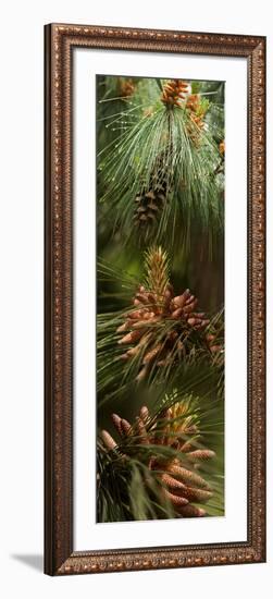 Close-Up of Pine Tree-null-Framed Photographic Print