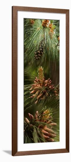 Close-Up of Pine Tree-null-Framed Photographic Print