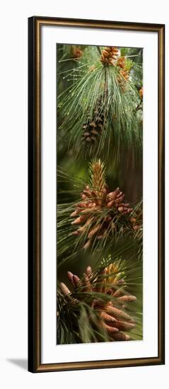 Close-Up of Pine Tree-null-Framed Photographic Print