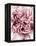 Close-Up of Pink and White Carnation-Clive Nichols-Framed Premier Image Canvas